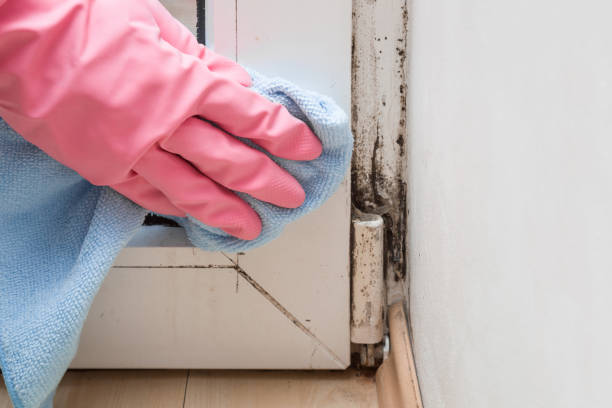 Best DIY Mold Remediation Support Services in South Uniontown, PA